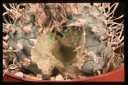 Ob obilnem zalivanju, zlasti pri kaktusih, ki ne prenesejo veliko vlage, lahko telo rastline poči.