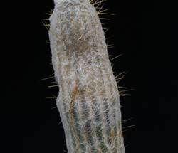 Pri volnatih stebričastih kaktusih se bolezen težko opazi.