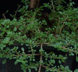 To vrsto odstranjujemo ročno. To vrsto odstranjujemo ročno.