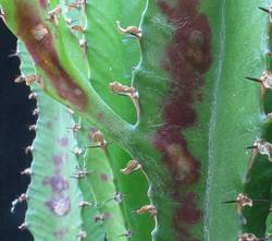 Rja se pojavlja tudi na euforbijah. V sredini rjavih madežev so vidne svetle mozoljaste tvorbe, kjer se nahajajo spore.Okužene rastline zavržemo.