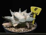 Ariocarpus retusus v. Huizache Ariocarpus retusus v. Huizache