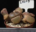 Lithops aucampiae v. Kuruman