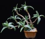 Cotyledon octopus Cotyledon octopus