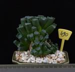 Haworthia maughanii Haworthia maughanii