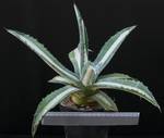 Agave americana medio-picta v. alba