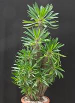 Pachypodium lamerei