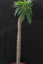 Pachypodium lamerei Pachypodium lamerei