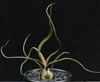 Tillandsia bulbosa