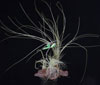 Tillandsia glina 3d
