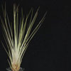 Tillandsia juncea regular