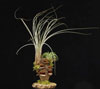 Tillandsia suhi plod 2