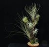 Tillandsia trta 10