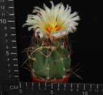 Astrophytum senile Astrophytum senile