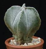 Astrophytum myriostigma v. quadricostatum Astrophytum myriostigma v. quadricostatum
