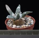 Ariocarpus furfuraceus v. Las Palmas Ariocarpus furfuraceus v. Las Palmas