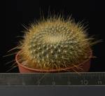 Brasilicactus graesnerii