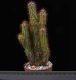 Cereus peruvianus f. monstruosus
