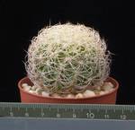 Discocactus araneispinus Discocactus araneispinus