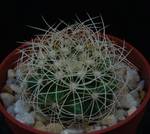 Discocactus araneispinus Discocactus araneispinus