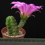 Echinocereus viereckii Echinocereus viereckii