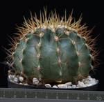 Ferocactus reppenhagenii