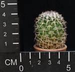 Mammillaria polythelle
