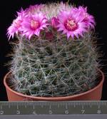 Mammillaria crinita Mammillaria crinita