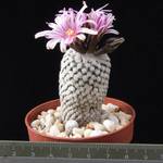 Pelecyphora valdeziana Pelecyphora valdeziana