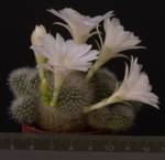 Rebutia minuscula v. albiflora