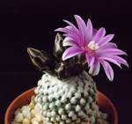 Pelecyphora valdeziana Pelecyphora valdeziana