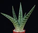 Aloe variegata seme Aloe variegata seme