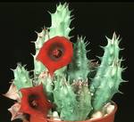 Stapelia,huernia mix