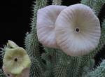 Hoodia gordonii Hoodia gordonii