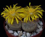 Lithops pseudotruncatella Lithops pseudotruncatella