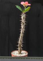 Euphorbia milii grandiflora