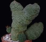 Trichocaulon cactiformis Trichocaulon cactiformis