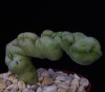 Trichocaulon cactiformis Trichocaulon cactiformis