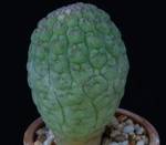 Trichocaulon cactiformis Trichocaulon cactiformis