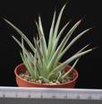 Aloe stricta v.echinoides