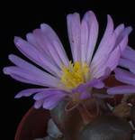 Ophthalmophyllum dinteri
