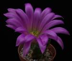 Echinocereus viereckii