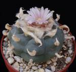 Lophophora williamsii seme Lophophora williamsii seme
