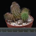 Huernia pillansii Huernia pillansii