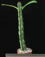 Euphorbia mayuranathanii