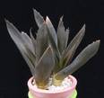 Aloe cv. Black