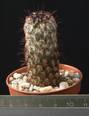 Mammillaria microhelia