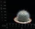 Notocactus scopa succineus