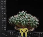 Mammillaria magnimamma