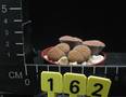 Lithops bromfieldii v. glaudinae