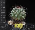 Thelocactus nidulans